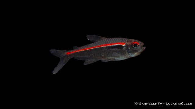 Amapa Glühlichtsalmler Hyphessobrycon amapaensis im Schwarm