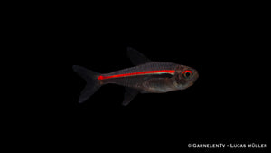 Hyphessobrycon amapaensis in einem bepflanzten Aquarium