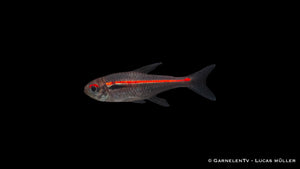 Hyphessobrycon amapaensis mit Pflanzen und Verstecken