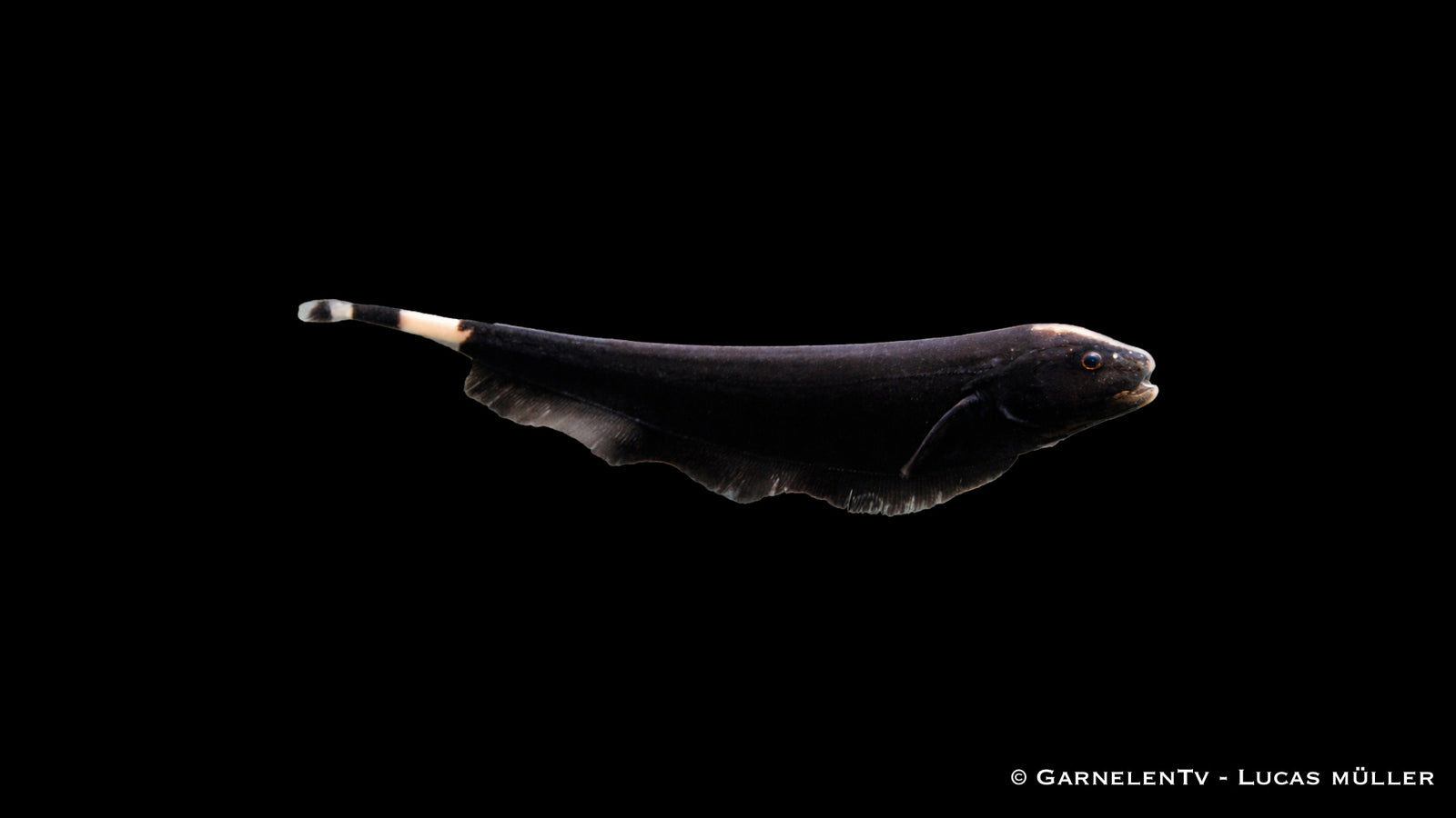 Weißstirn Messerfisch - Apteronotus albifrons