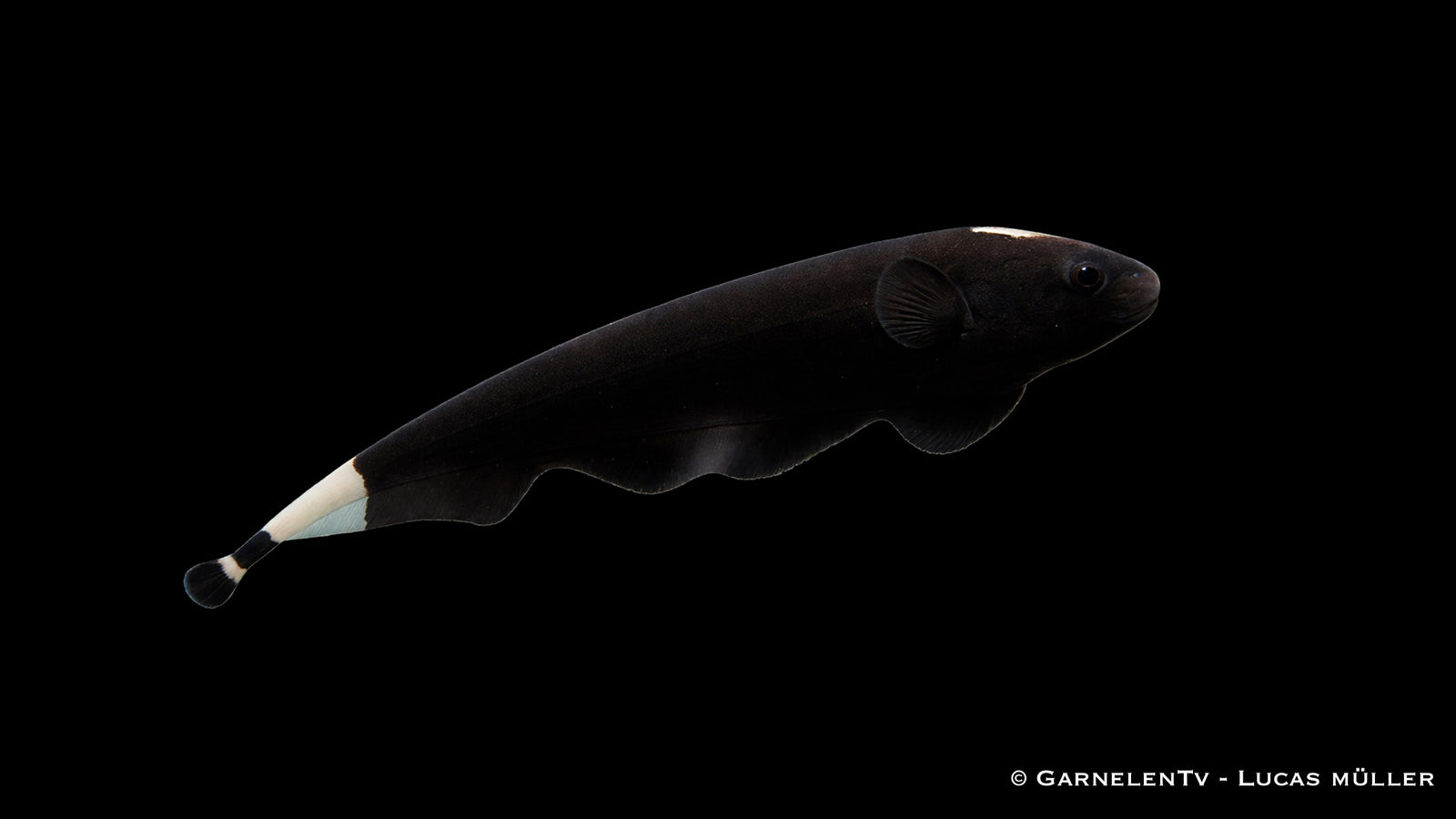 Weißstirn Messerfisch - Apteronotus albifrons