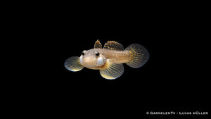 Weißwangengrundel - Rhinogobius duospilus