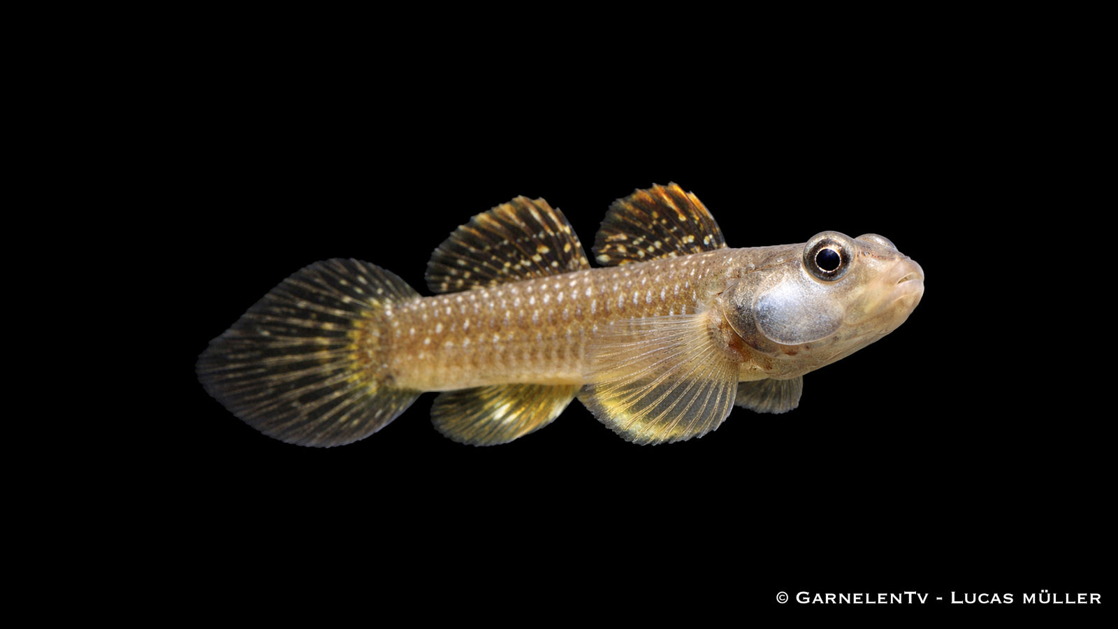 Weißwangengrundel - Rhinogobius duospilus