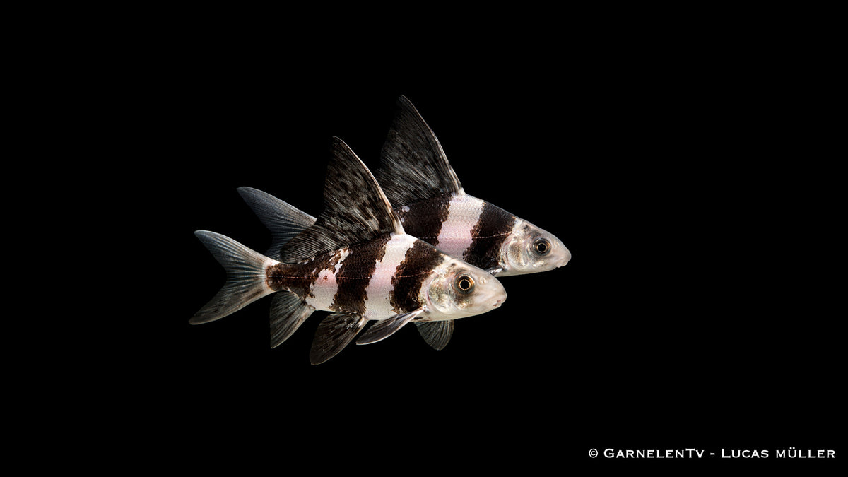 Wimpelkarpfen Myxocyprinus asiaticus außergewöhnlicher Teichfisch für Gartenteich