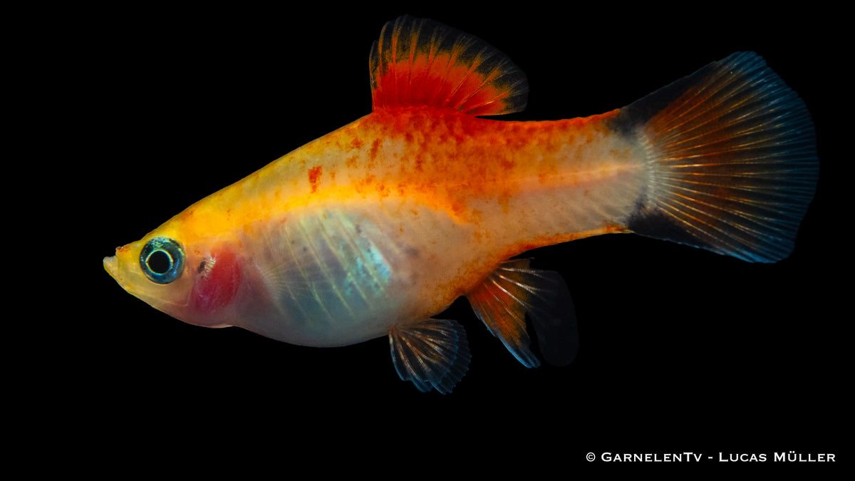 Xiphophorus maculatus Platy Ananas Nadel in Aquarienlandschaft