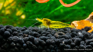 Yellow King Kong Garnele - Caridina sp. (DNZ)