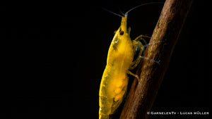 Yellow Fire Garnele mit sichtbaren Eiern in den Bautaschen