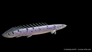 Zaire-Flösselhecht - Polypterus delhezi