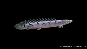 Zaire-Flösselhecht - Polypterus delhezi