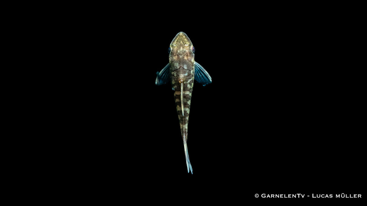 Zebra Otocinclus - Otocinclus cocama an der Scheibe