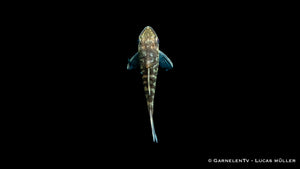Zebra Otocinclus - Otocinclus cocama an der Scheibe