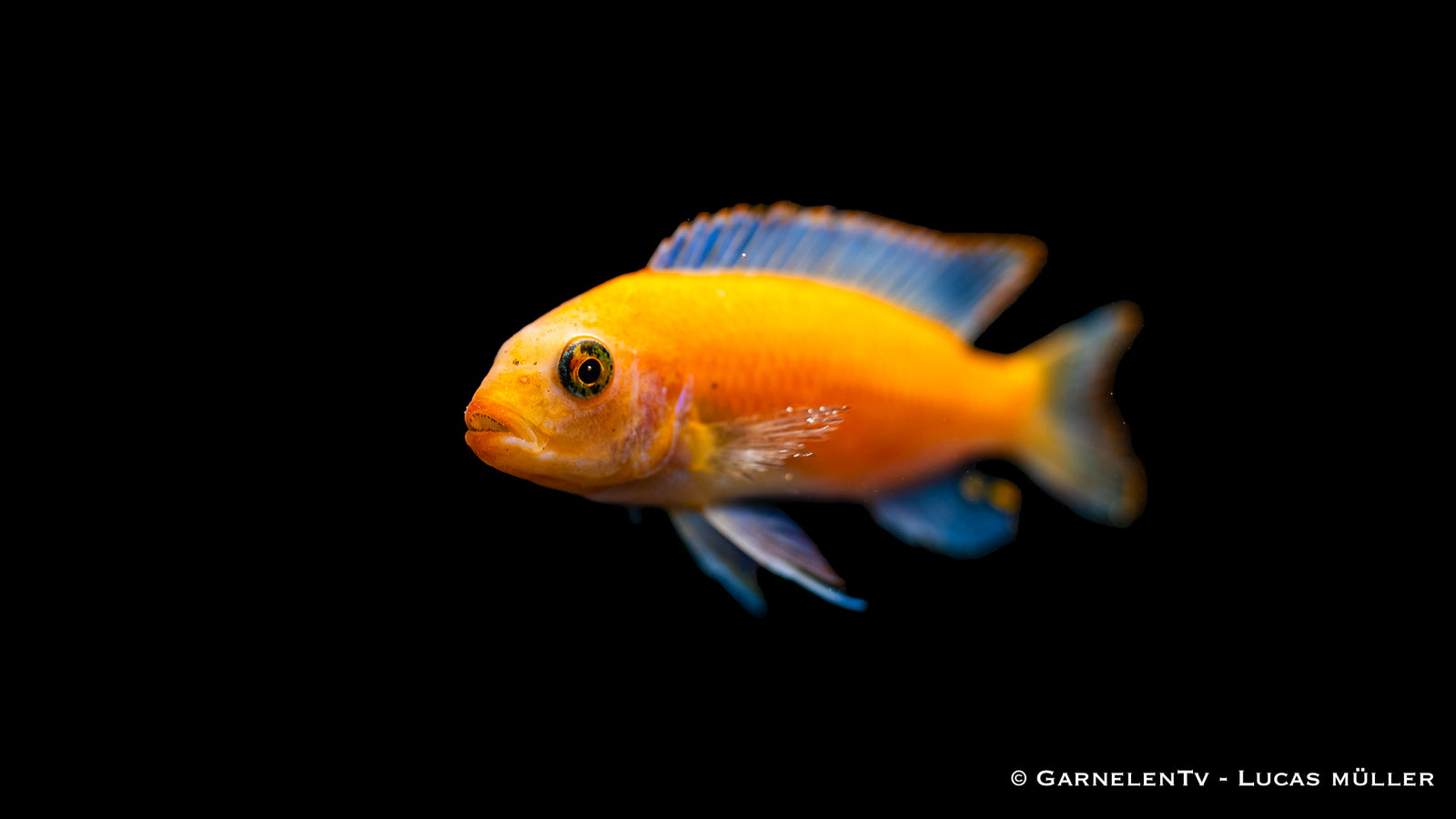 Zebrabuntbarsch Rot (Pseudotropheus estherae) im Aquarium