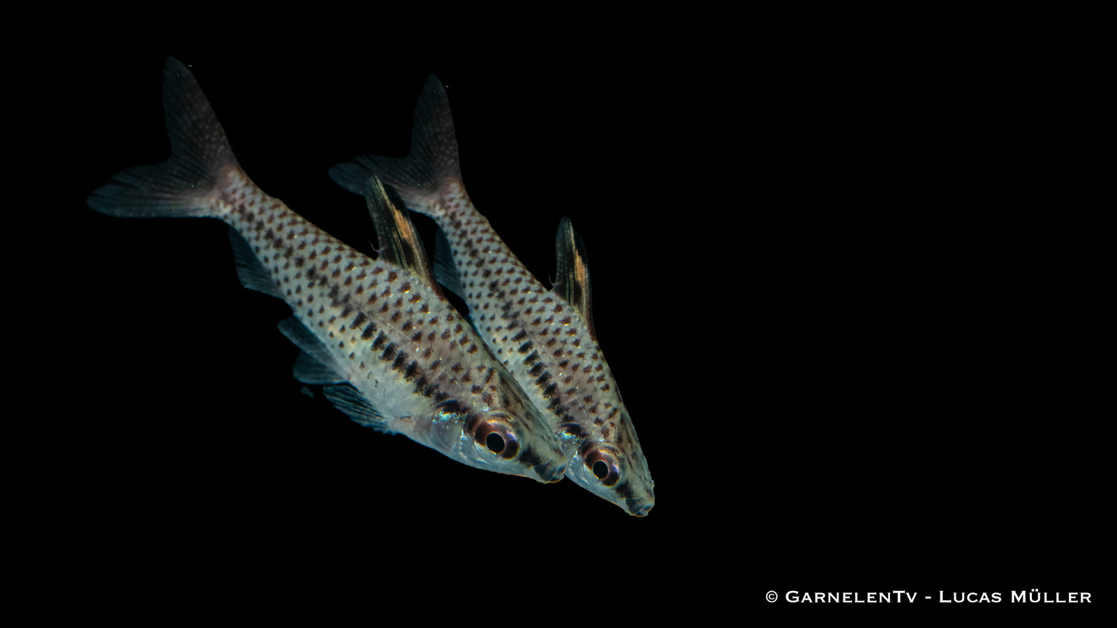 Zierlicher Kopfsteher Chilodus gracilis in aquarium