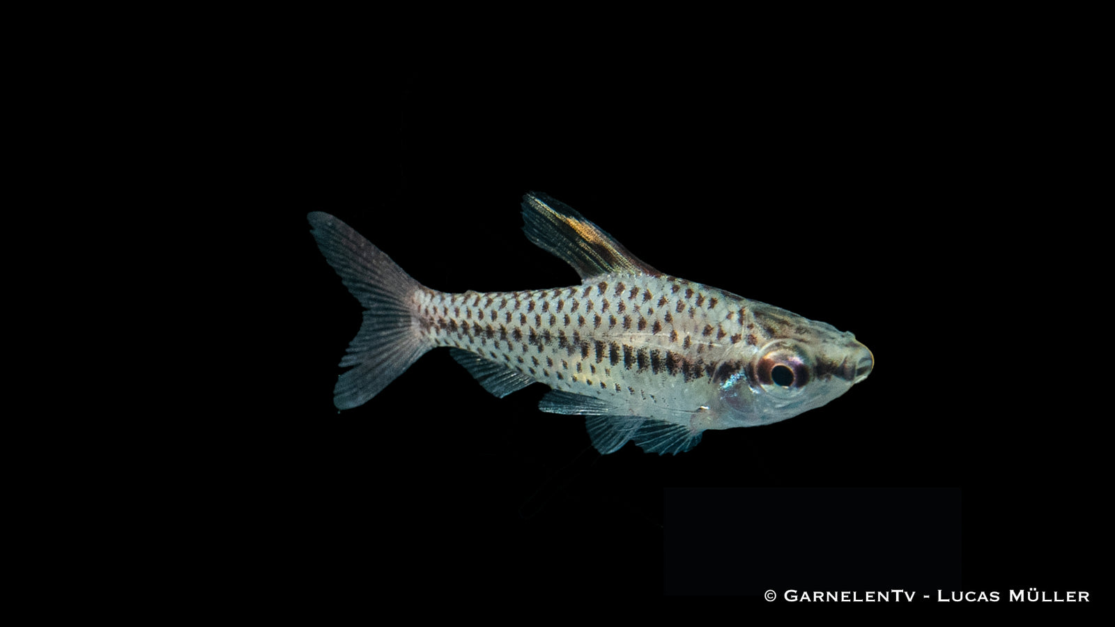Zierlicher Kopfsteher Chilodus gracilis in aquarium