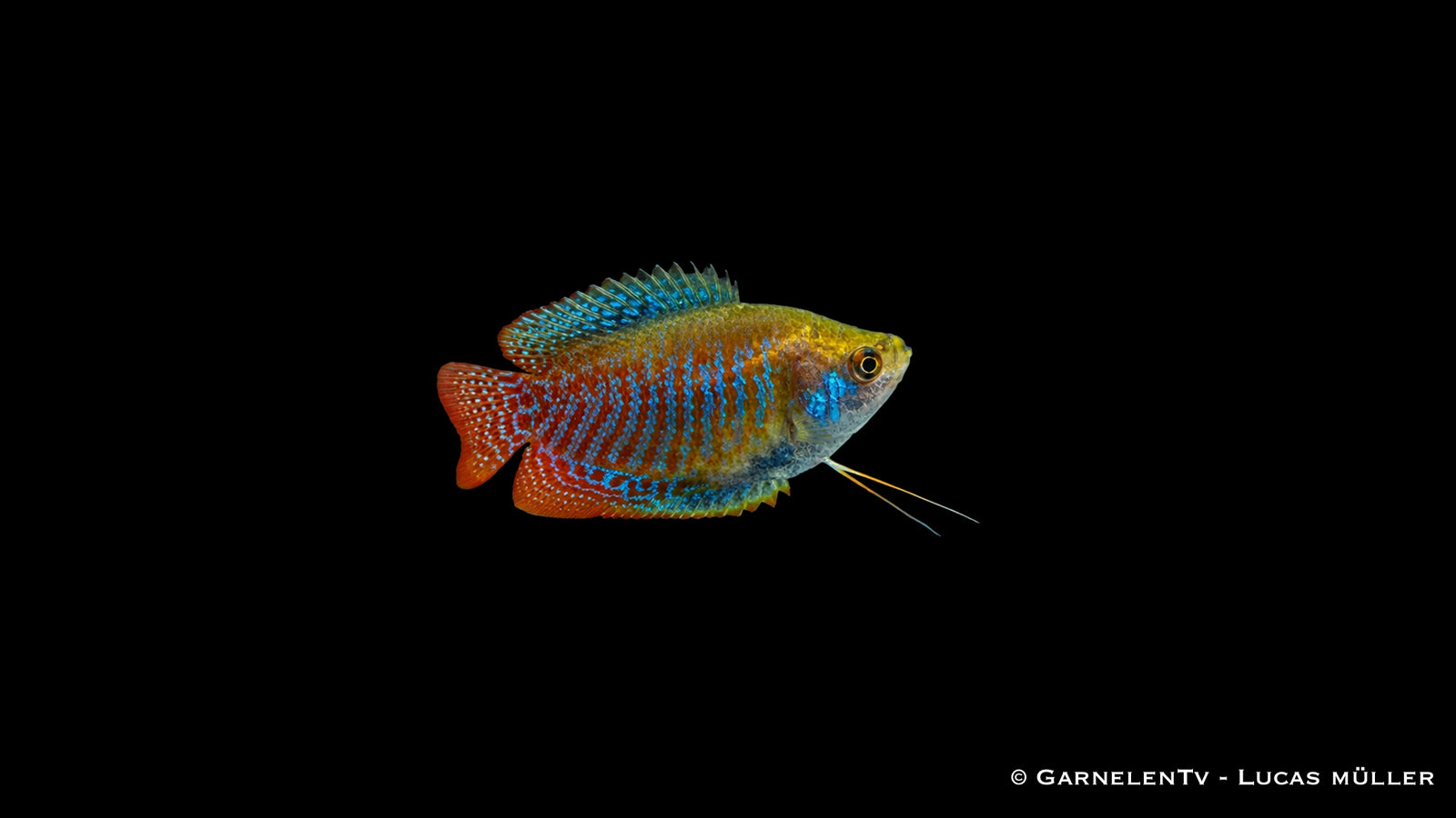 Zwergfadenfisch - Trichogaster lalius Männchen, orangerot mit blauen Querstreifen