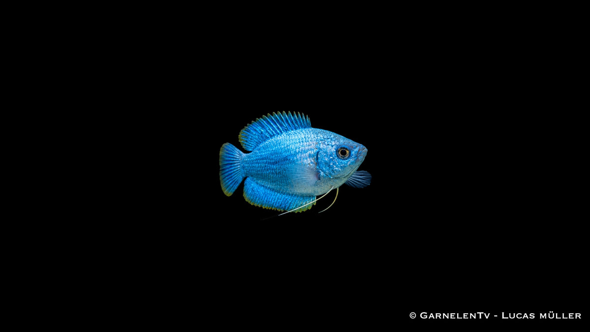 Zwergfadenfisch Koralle blau (Trichogaster lalius) mit langen Bauchfäden
