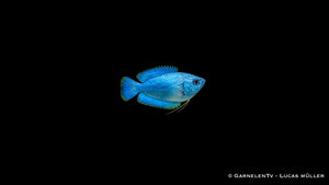 Blauer Zwergfadenfisch Koralle blau, Nahaufnahme der glitzernden Schuppen
