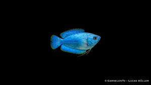 Zwergfadenfisch Koralle blau - Colisa lalia, Seitenansicht