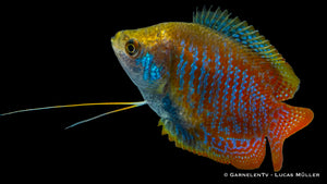 Zwergfadenfisch Trichogaster lalius im bepflanzten Aquarium
