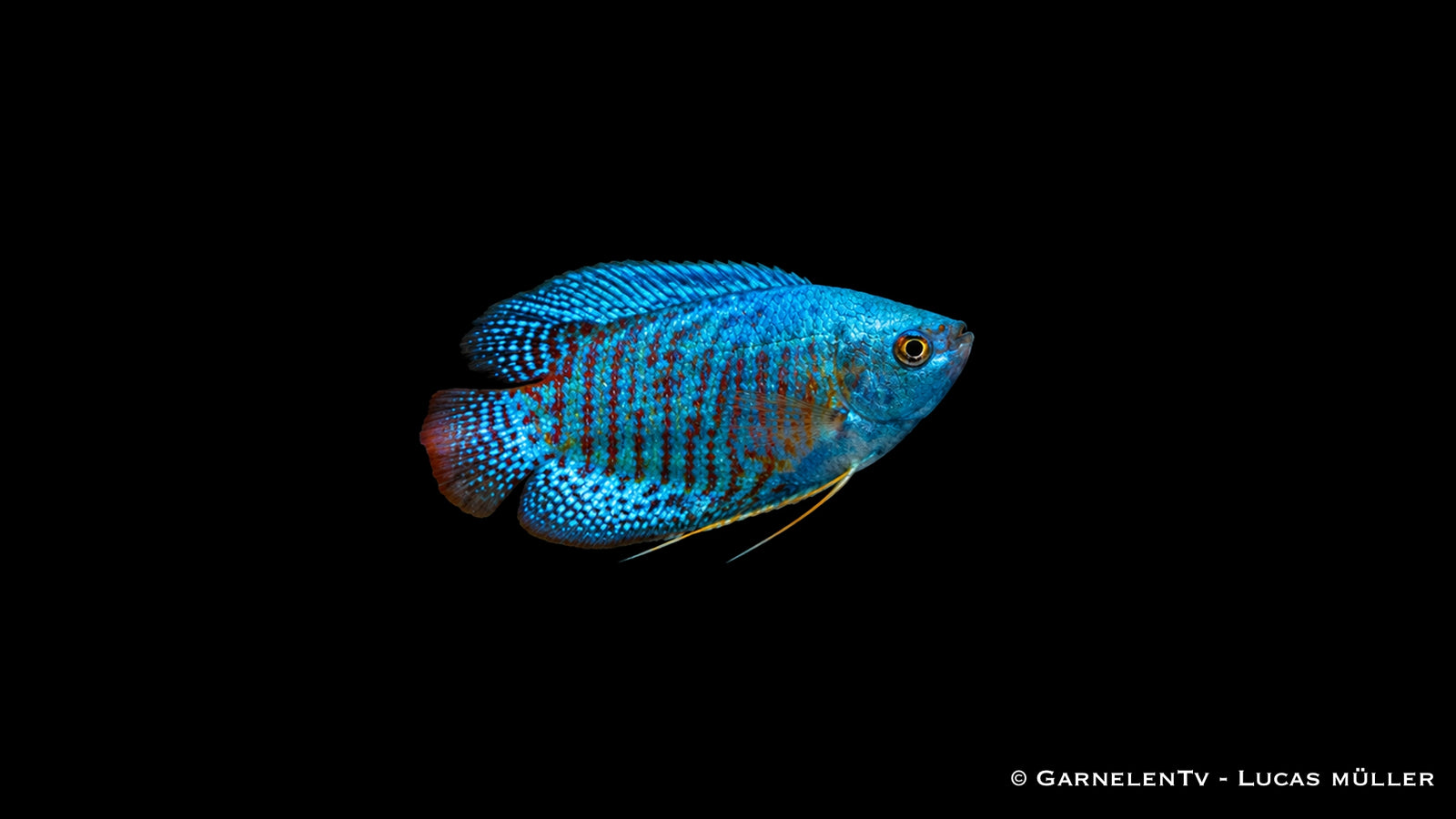 Zwergfadenfisch Neon - Colisa lalia, neonblau mit rostroten Querstreifen