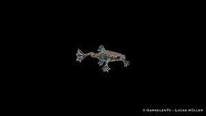 Zwergkrallenfrosch - Hymenochirus curticeps