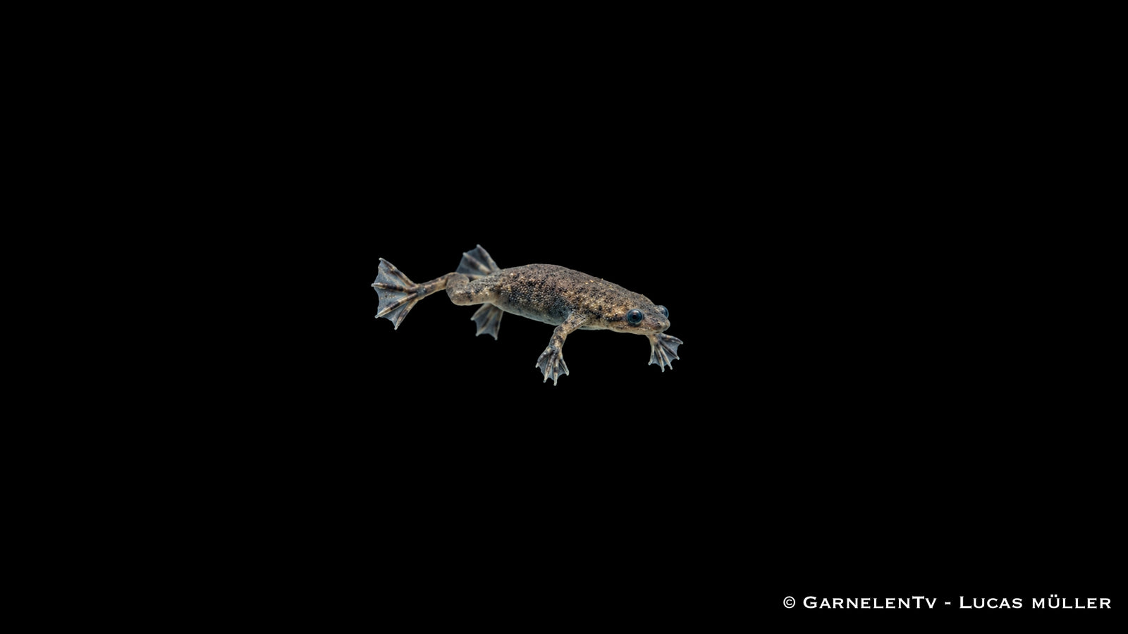 Zwergkrallenfrosch - Hymenochirus curticeps