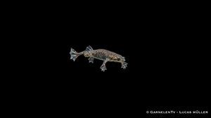 Zwergkrallenfrosch - Hymenochirus curticeps