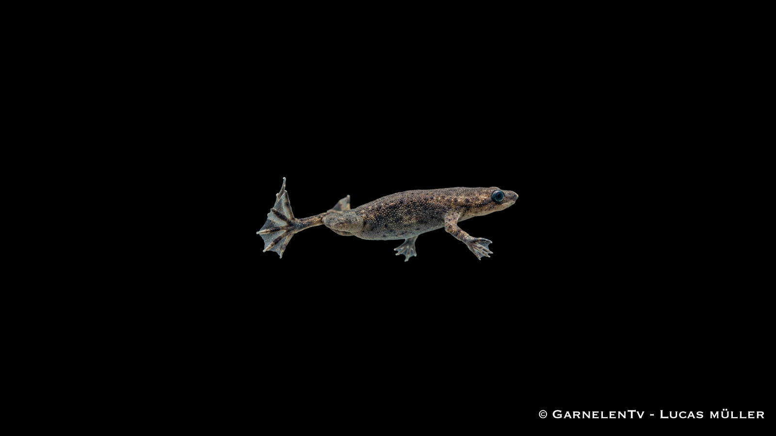Zwergkrallenfrosch - Hymenochirus curticeps