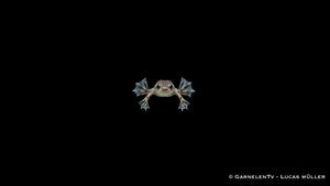 Zwergkrallenfrosch - Hymenochirus curticeps