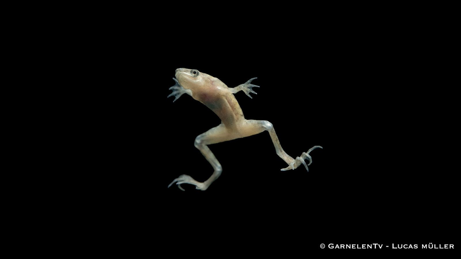 Zwergkrallenfrosch Gold/Albino im Aquarium