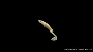 Gold/Albino Zwergkrallenfrosch beim Fressen