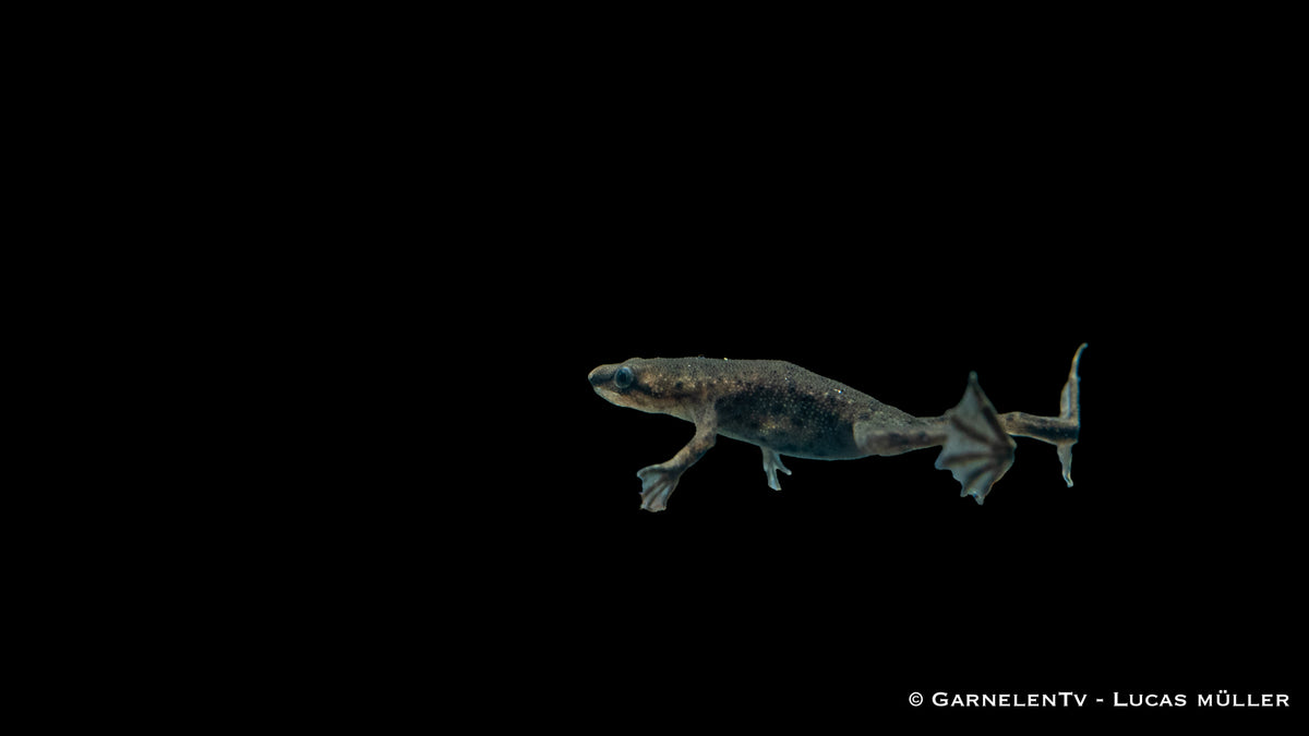 Zwergkrallenfrosch – Hymenochirus curticeps im Aquarium
