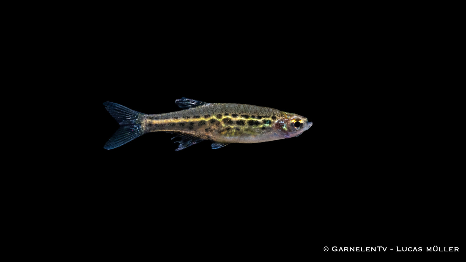 Zwergleopardbärbling - Danio tinwini