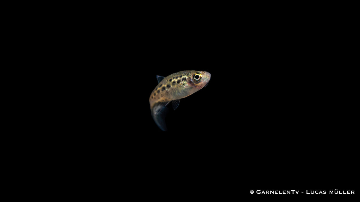 Zwergleopardbärbling - Danio tinwini