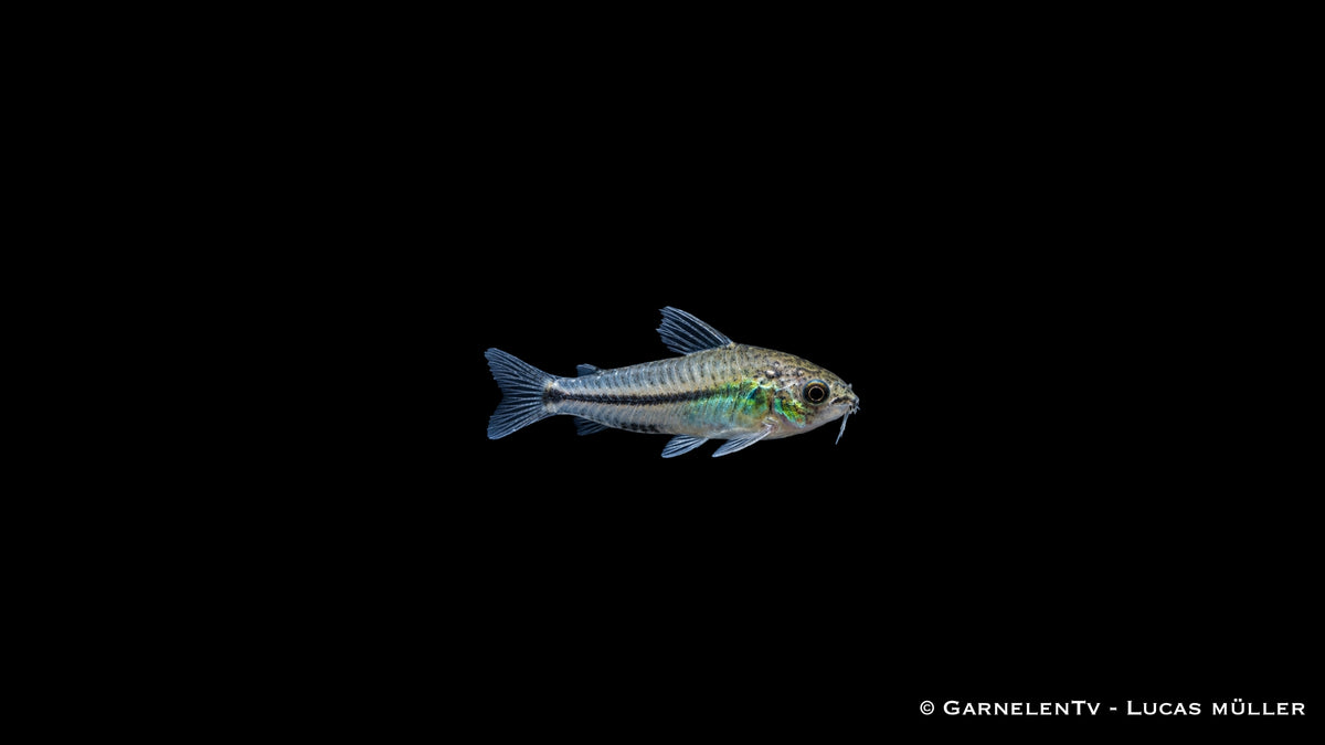 Zwergpanzerwels - Corydoras pygmaeus (DNZ)