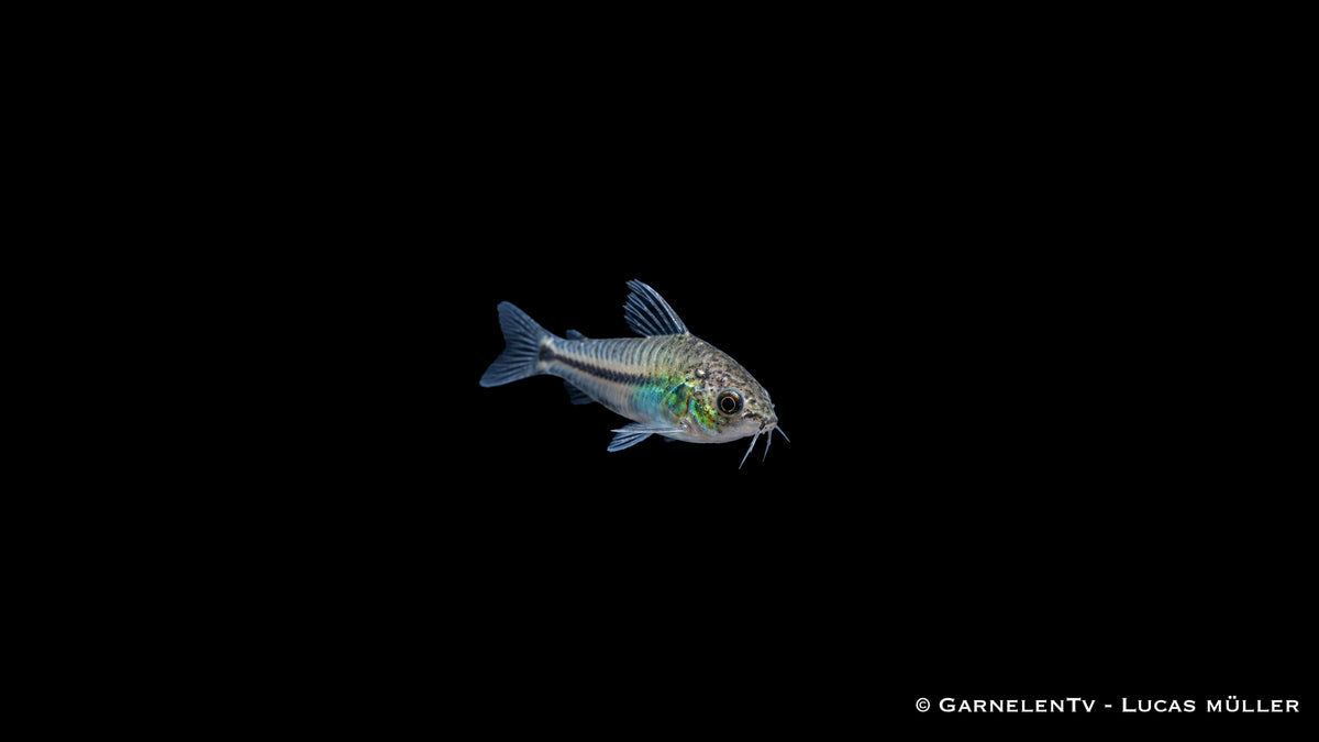 Zwergpanzerwels - Corydoras pygmaeus (DNZ)