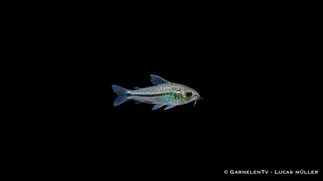 Zwergpanzerwels - Corydoras pygmaeus (DNZ)