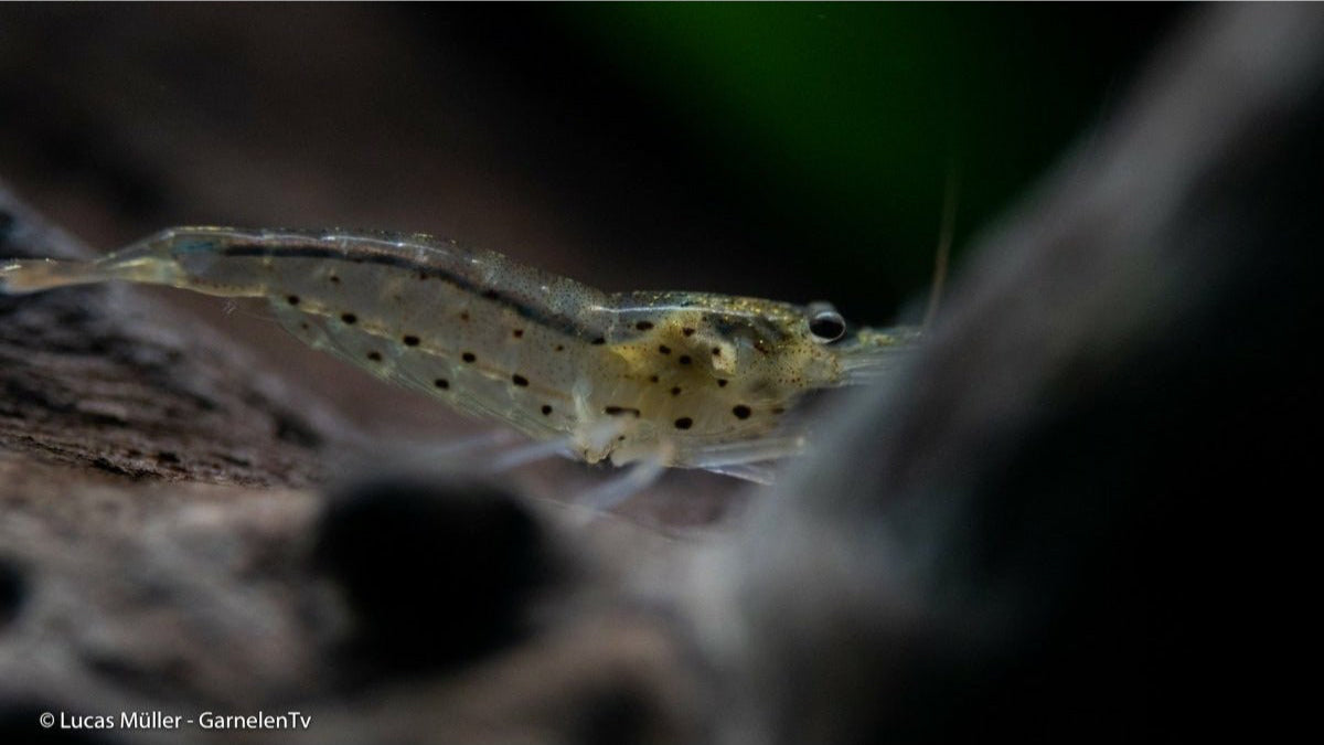 Amanogarnele Caridina multidentata mit anderen friedlichen Garnelen