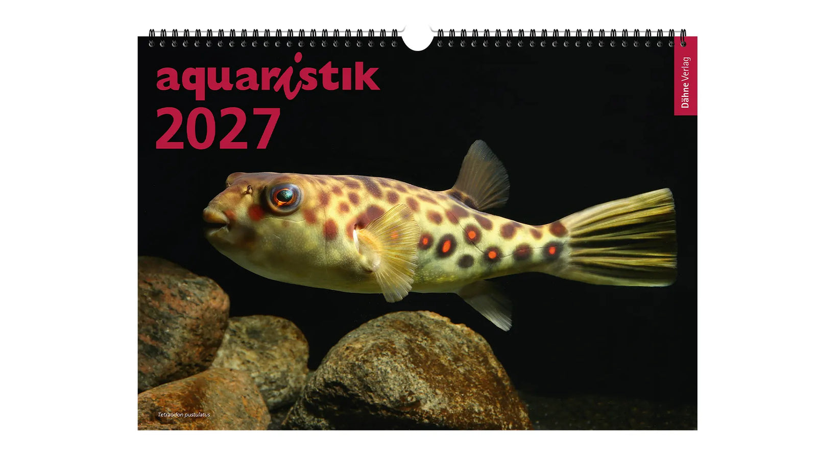 aquaristik Kalender 2027 Wandkalender Fische Wirbellose Daniel Konn-Vetterlein Dähne Verlag