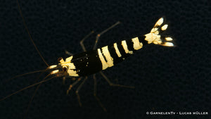 Caridina logemanni im Süßwasseraquarium