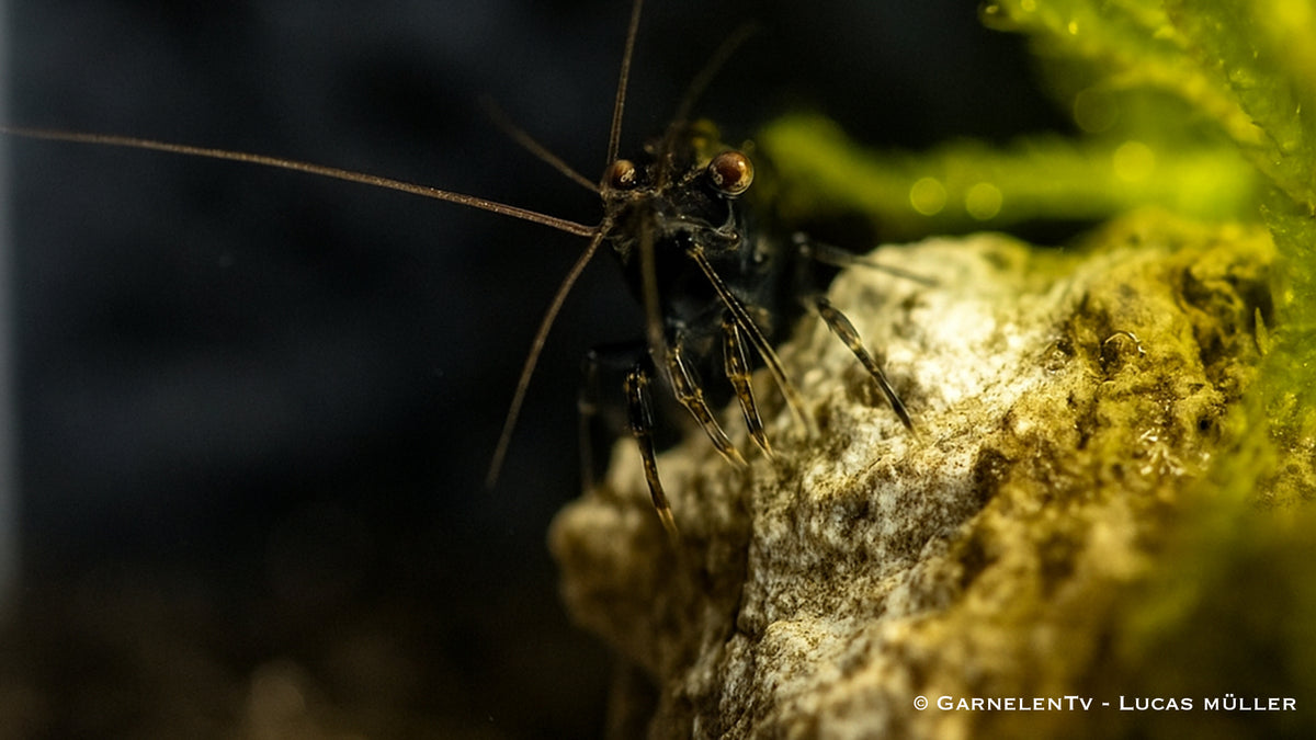 Neocaridina davidi Black Sakura Garnele im Zuchtbecken