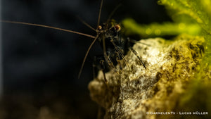 Neocaridina davidi Black Sakura Garnele im Zuchtbecken
