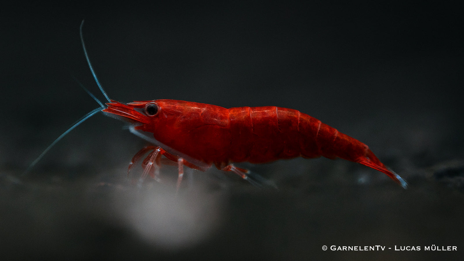 Bloody Mary Garnele - Neocaridina davidi (DNZ) - GarnelenTv-Shop

Bloody Mary Garnele schwimmt auf dunklem Aquarienboden
