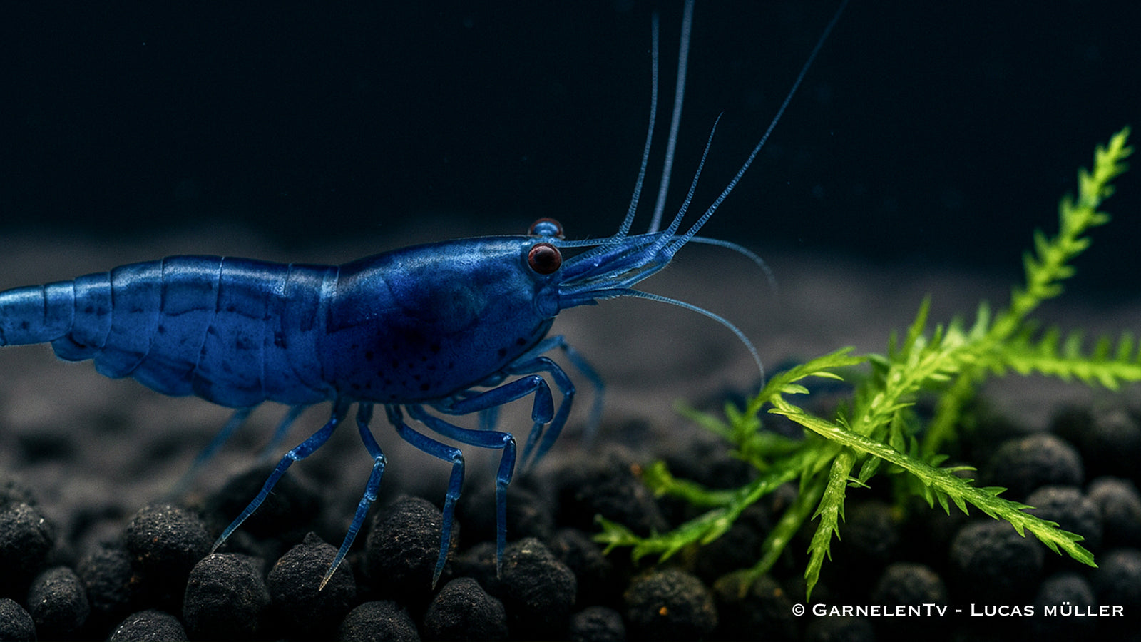 Leuchtend blaue Blue Dream Garnele