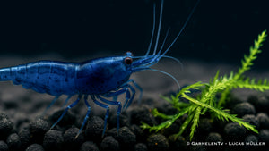 Blue Dream Garnele - Blue Velvet Garnele - Neocaridina davidi (DNZ) - GarnelenTv-Shop

Weibliche Blue Dream Garnele mit intensiver Färbung
