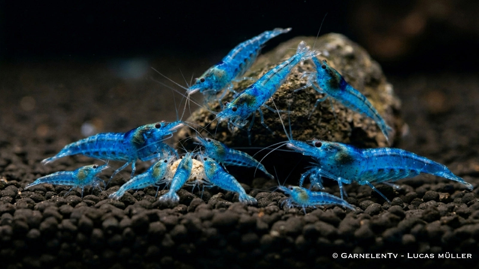 10 x Blue Jelly - Neocaridina davidi beim fressen von Premium Futter