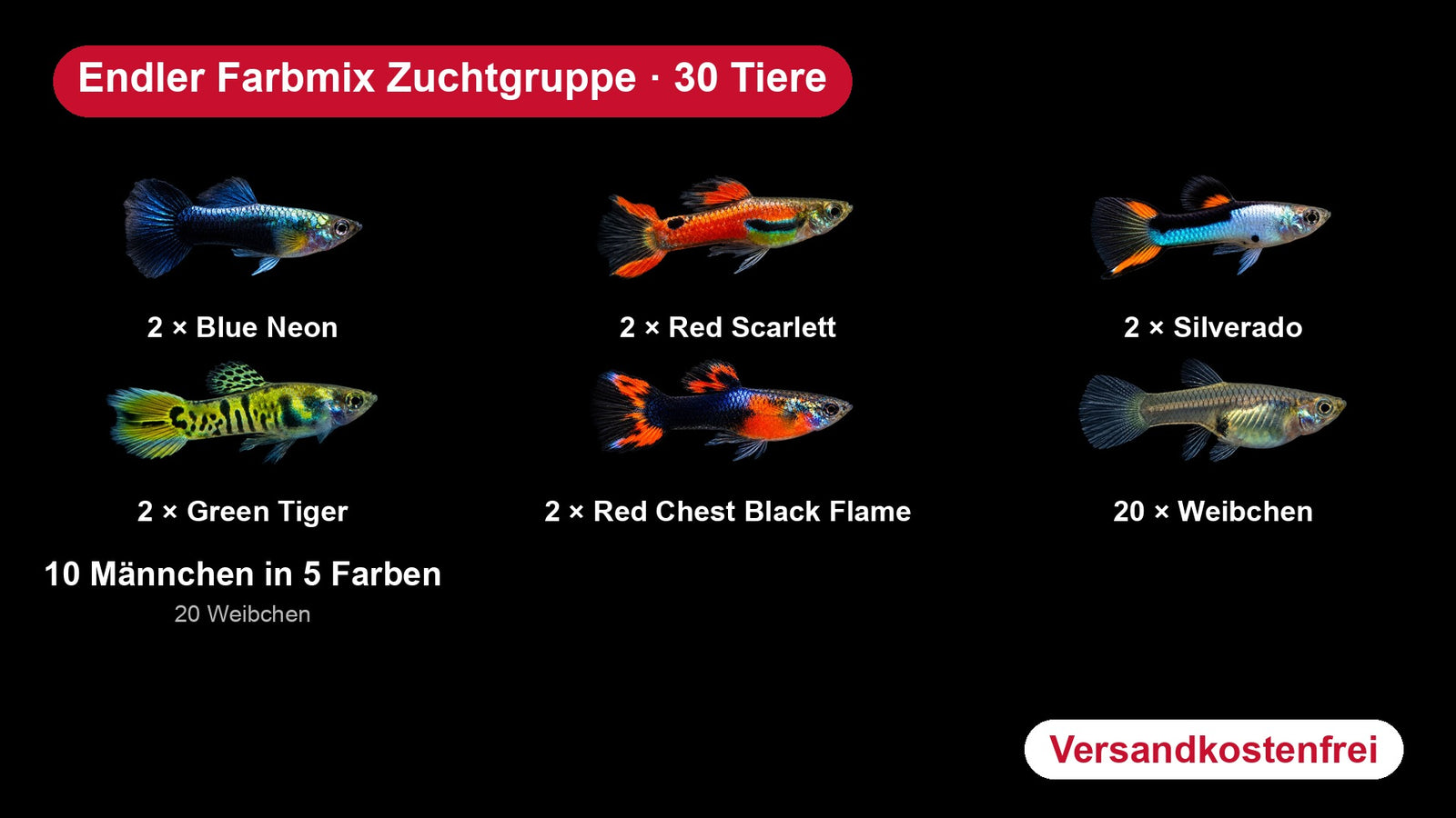 Endler Farbmix Zuchtgruppe: 5 Männchenfarben und 20 Weibchen