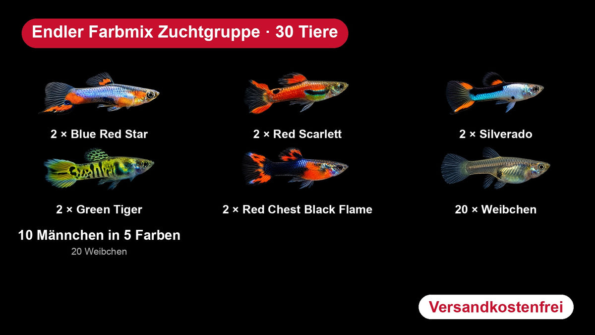 Endler Farbmix Zuchtgruppe: Blue Red Star, Red Scarlett, Silverado, Green Tiger, Red Chest Black Flame und 20 Weibchen