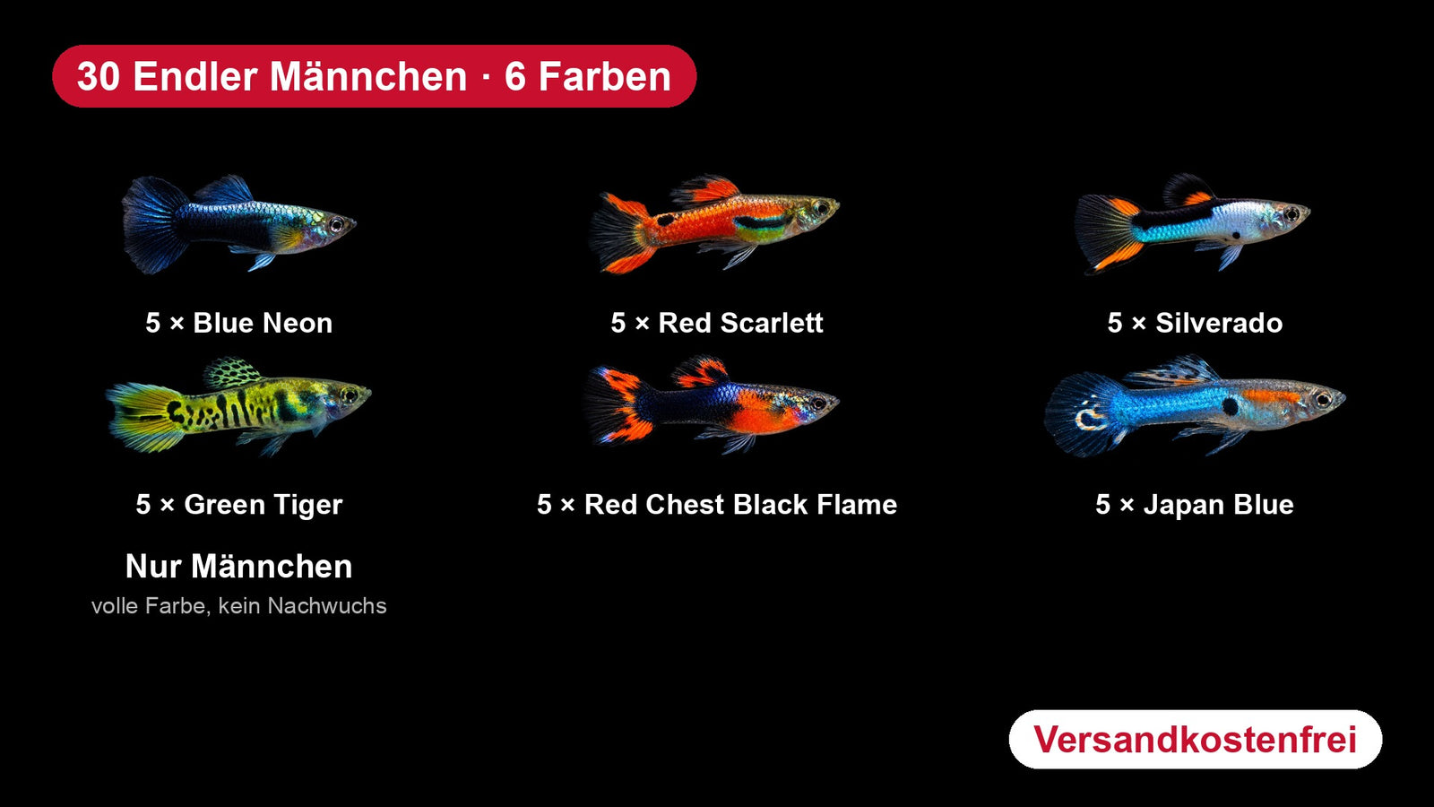 Endler Guppy Männchen Farbmix: Blue Neon, Red Scarlett, Silverado, Green Tiger, Red Chest Black Flame, Japan Blue