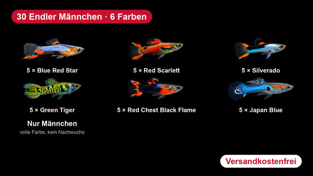 Endler Guppy Männchen Farbmix: Blue Red Star, Red Scarlett, Silverado, Green Tiger, Red Chest Black Flame, Japan Blue